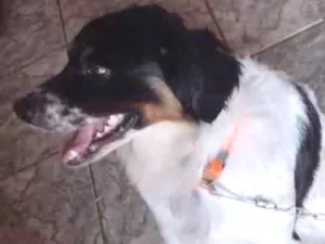 Cachorro raça Sem raça idade 1 ano nome Duk