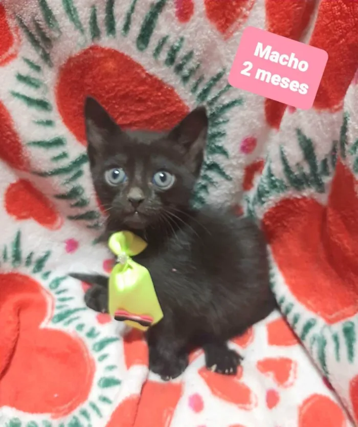 Gato raça Srd idade 2 a 6 meses nome Black