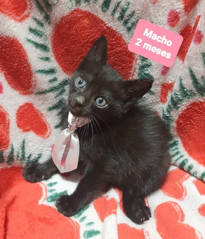 Gato raça Srd idade 2 a 6 meses nome Joca 