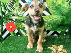 Cachorro raça Srd idade 2 a 6 meses nome Megui