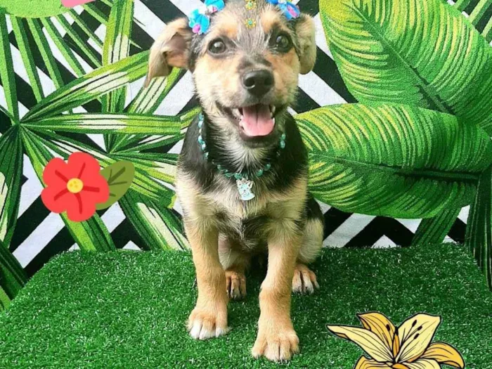 Cachorro raça Srd idade 2 a 6 meses nome Megui