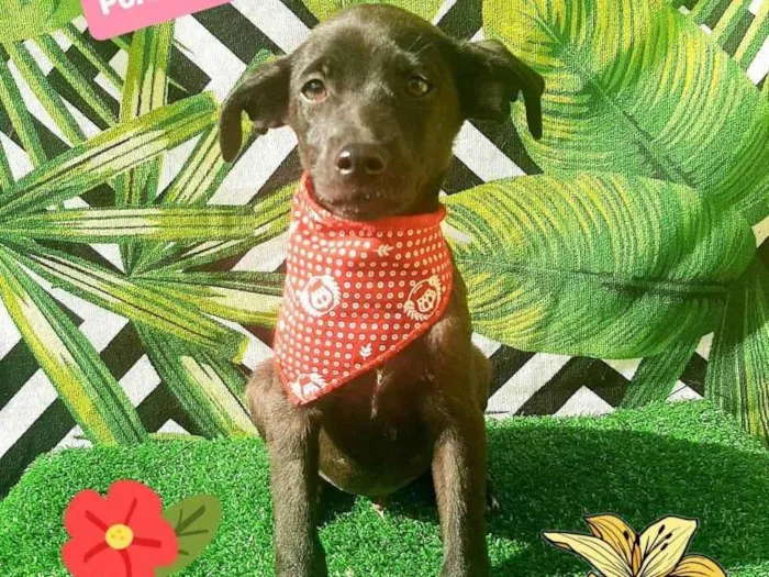 Cachorro raça Srd idade 2 a 6 meses nome Tuco 