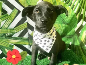 Cachorro raça Srd idade 2 a 6 meses nome Zeca