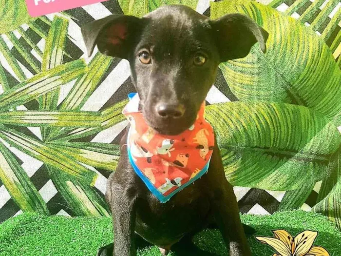 Cachorro raça Srd idade 2 a 6 meses nome Keven 