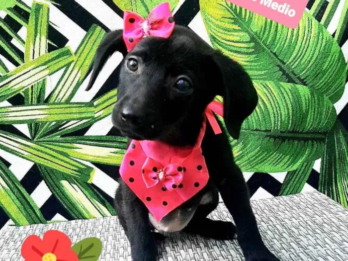 Cachorro raça Srd idade 2 a 6 meses nome Girassol