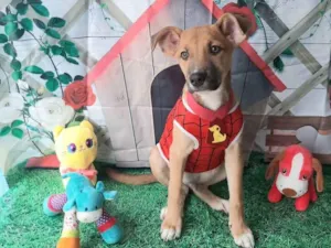 Cachorro raça Srd idade 2 a 6 meses nome Aranha