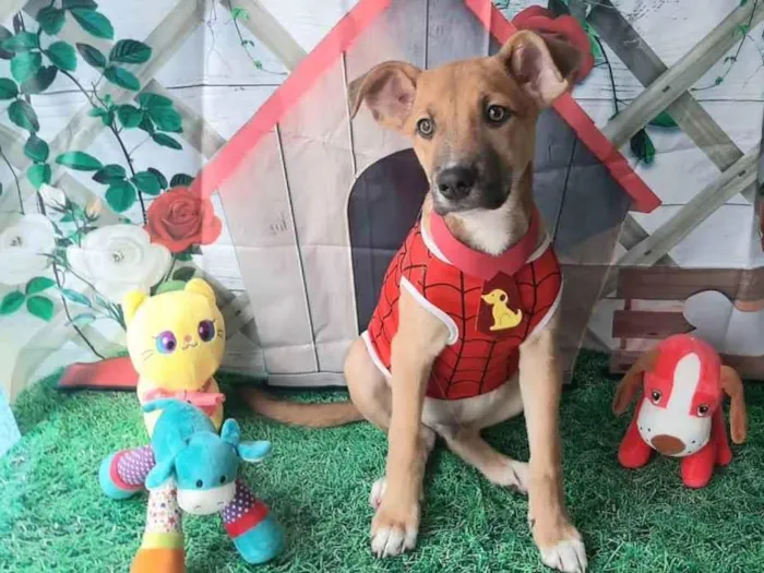 Cachorro raça Srd idade 2 a 6 meses nome Aranha