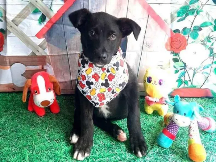Cachorro raça Mix de terra nova idade 2 a 6 meses nome Trovoada 