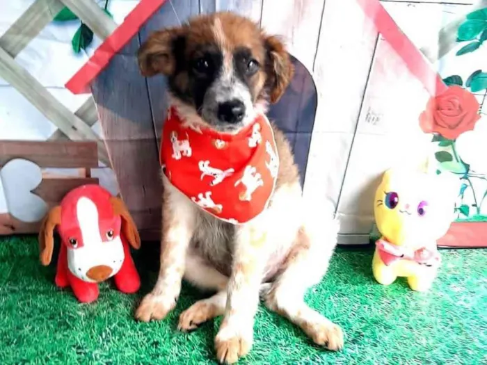 Cachorro raça Hades idade 2 a 6 meses nome Bases