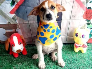 Cachorro raça Srd idade 2 a 6 meses nome Buda