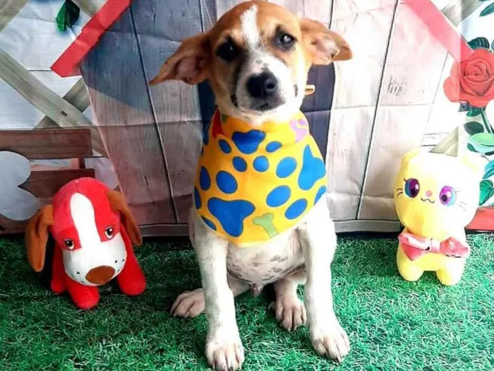 Cachorro raça Srd idade 2 a 6 meses nome Buda