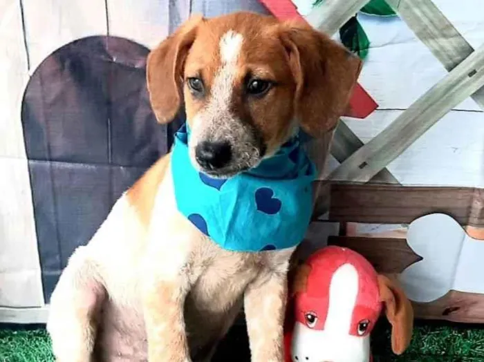 Cachorro raça Srd idade 2 a 6 meses nome Juca