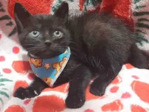 Gato raça Srd idade 2 a 6 meses nome Zeus