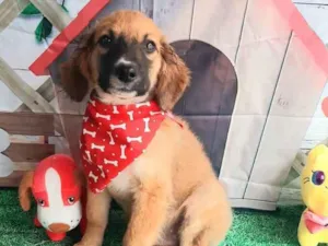 Cachorro raça Srd idade 2 a 6 meses nome Leo