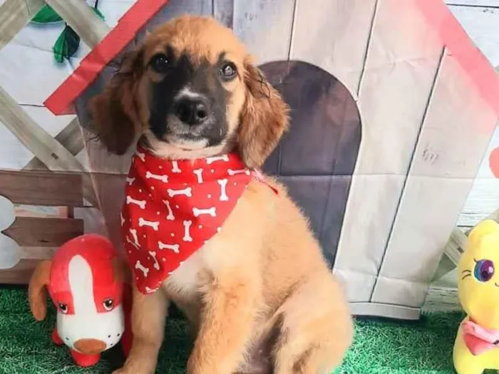 Cachorro raça Srd idade 2 a 6 meses nome Leo