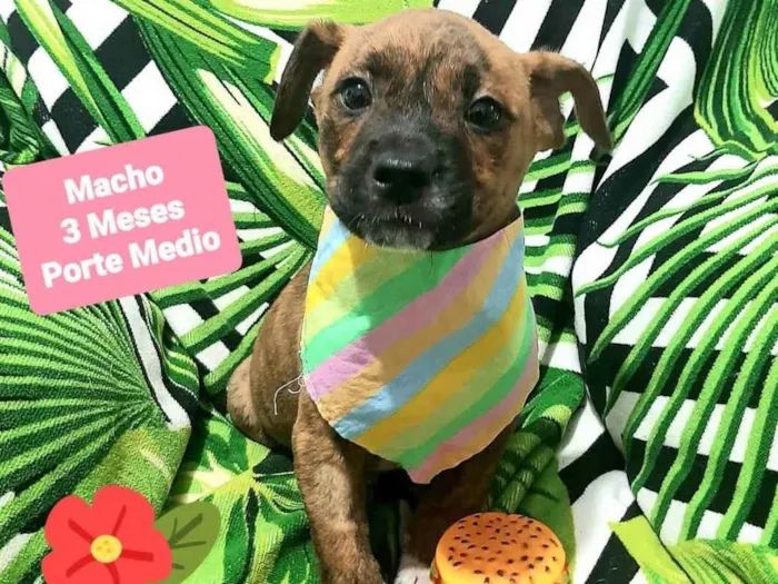 Cachorro raça Srd idade 2 a 6 meses nome Zeus