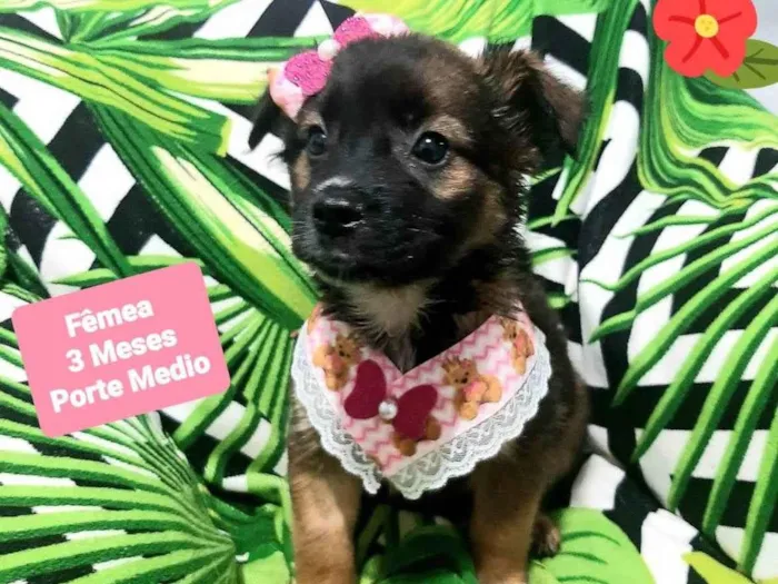 Cachorro raça Srd idade 2 a 6 meses nome Babi