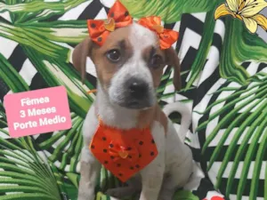Cachorro raça Srd idade 2 a 6 meses nome Eloa 