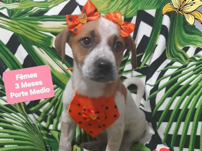 Cachorro raça Srd idade 2 a 6 meses nome Eloa 