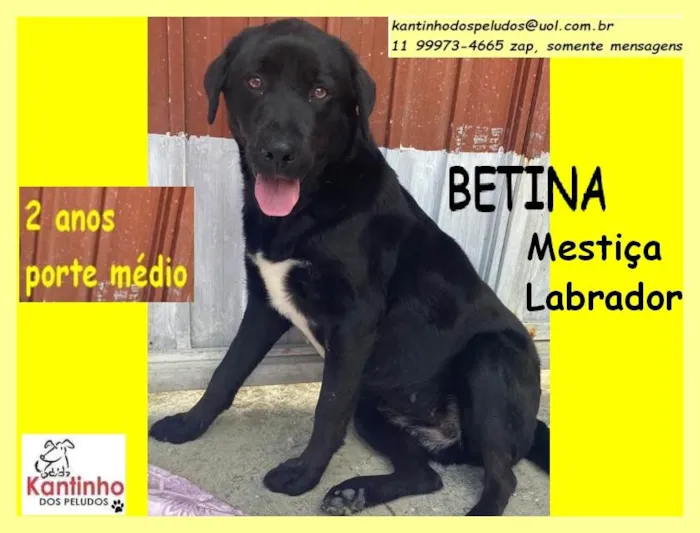 Cachorro raça SRD idade 2 anos nome Betina