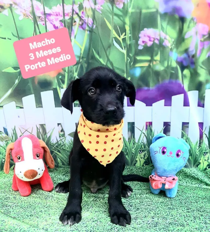 Cachorro raça Srd idade 2 a 6 meses nome Yuri