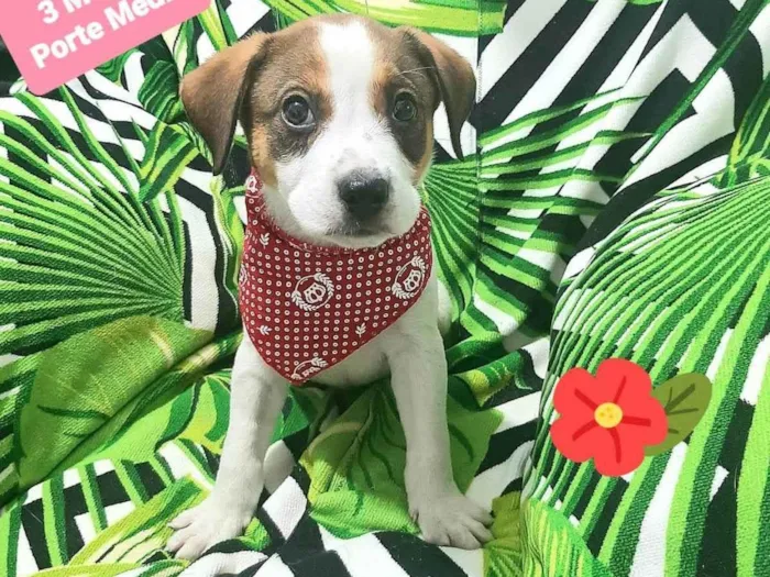 Cachorro raça Srd idade 2 a 6 meses nome Pudim