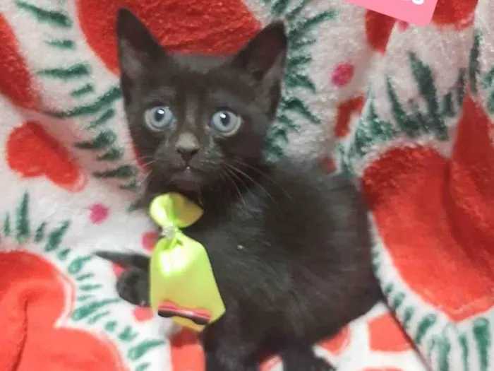 Gato raça Srd idade 2 a 6 meses nome Black