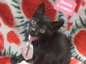 Gato raça Srd idade 2 a 6 meses nome Joca 