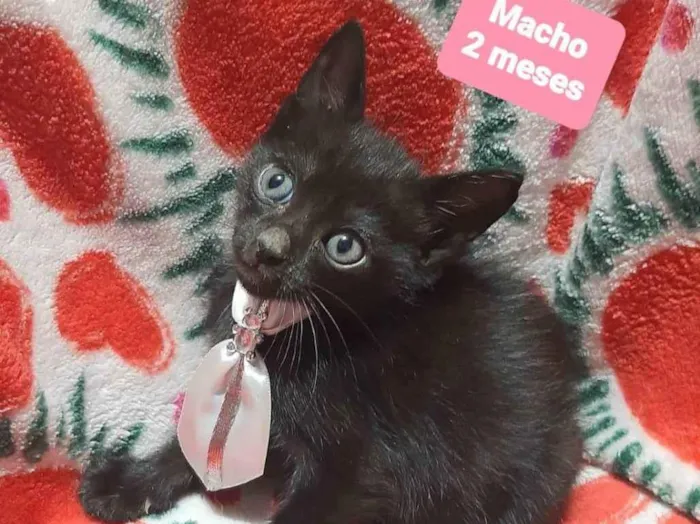 Gato raça Srd idade 2 a 6 meses nome Joca 