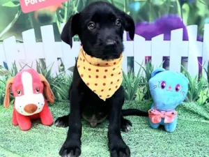 Cachorro raça Srd idade 2 a 6 meses nome Yuri