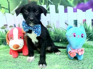 Cachorro raça Srd idade 2 a 6 meses nome Raji 
