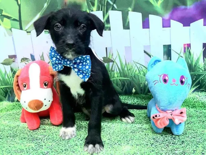 Cachorro raça Srd idade 2 a 6 meses nome Raji 