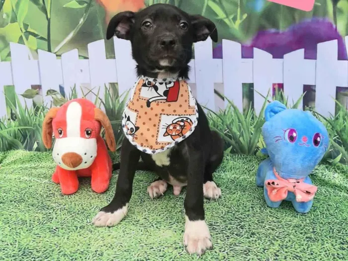 Cachorro raça Srd idade 2 a 6 meses nome Devid