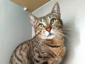 Gato raça srd idade 2 anos nome Madrid