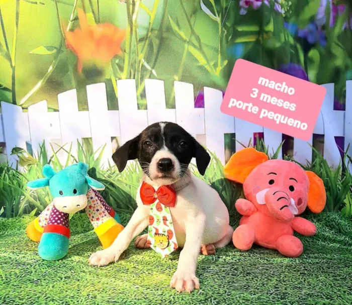 Cachorro raça Srd idade 2 a 6 meses nome Zack