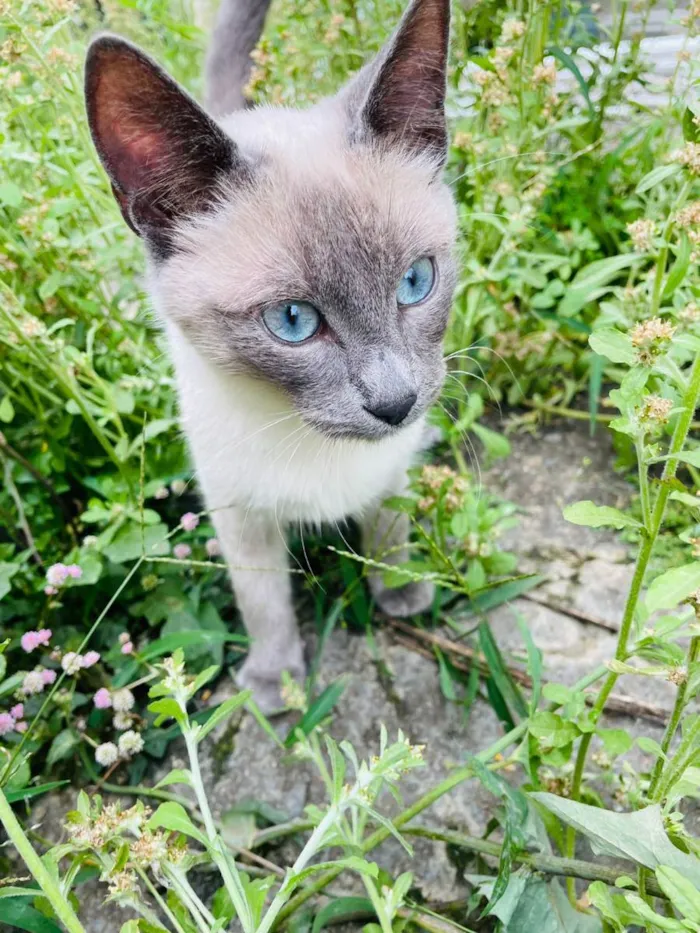 Gato ra a siames idade Abaixo de 2 meses nome DG