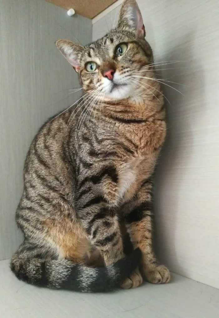 Gato ra a srd idade 2 anos nome Madrid