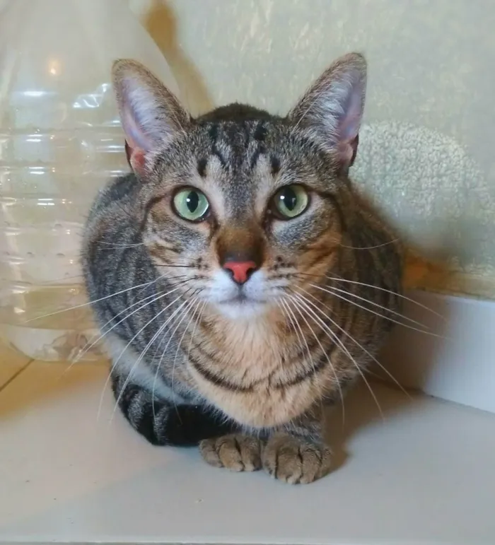 Gato ra a srd idade 2 anos nome Madrid