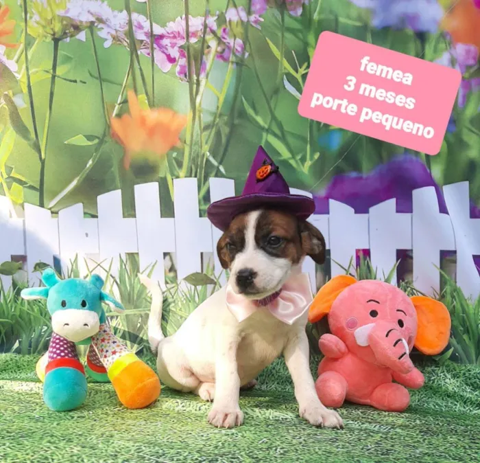 Cachorro raça Srd idade 2 a 6 meses nome Bruxinha 