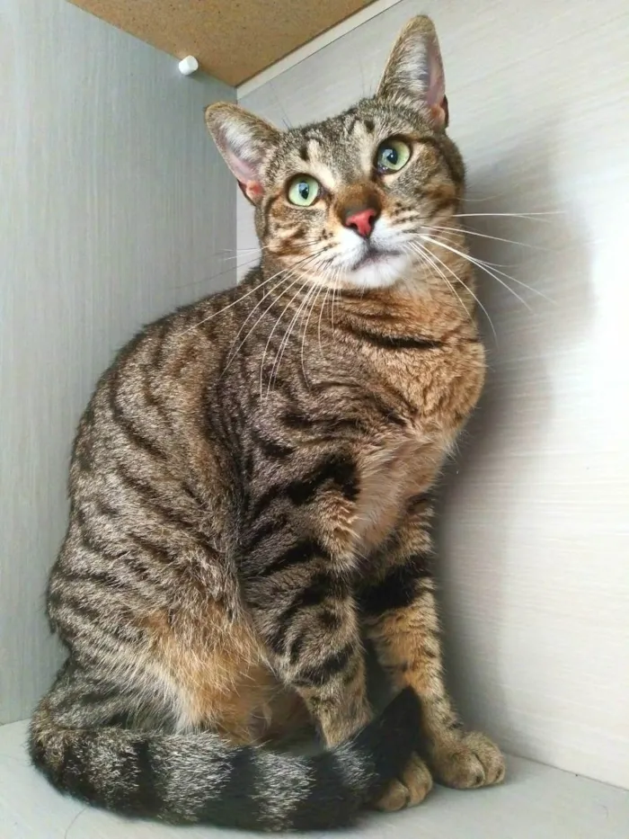 Gato ra a srd idade 2 anos nome Madrid
