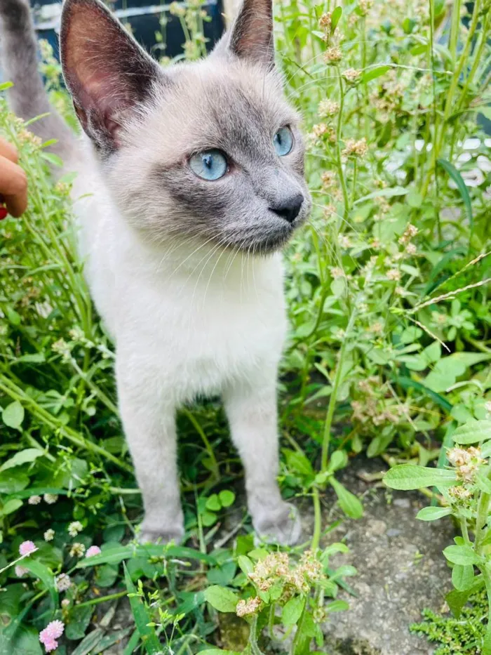 Gato ra a srd idade 2 a 6 meses nome DG