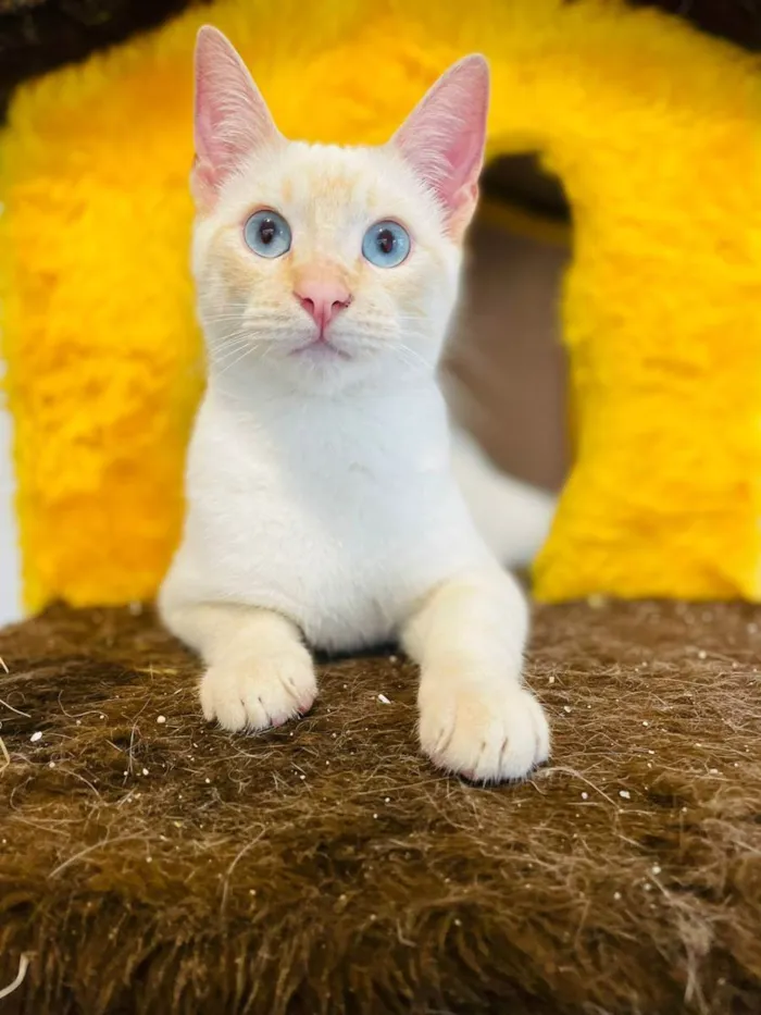 Gato raça srd idade 2 a 6 meses nome Plinio