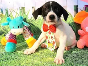 Cachorro raça Srd idade 2 a 6 meses nome Zack