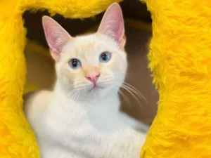 Gato raça srd idade 2 a 6 meses nome Plinio