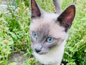 Gato raça siames idade Abaixo de 2 meses nome DG