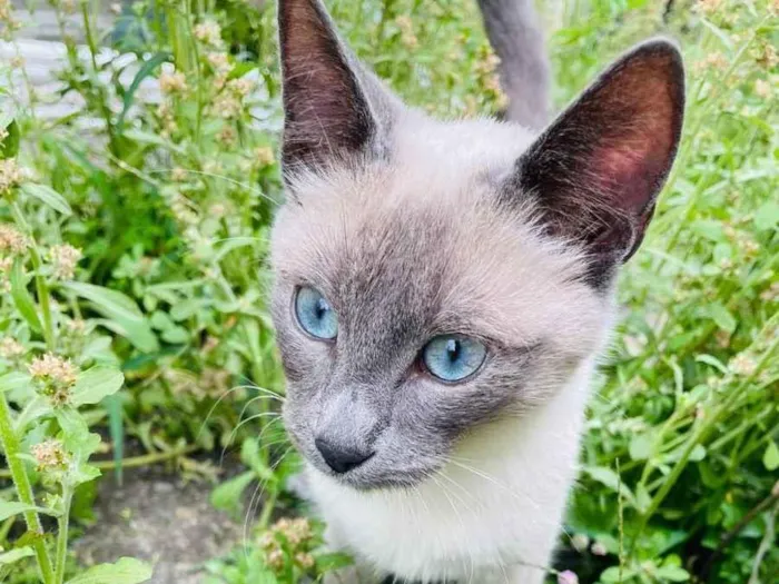 Gato ra a siames idade Abaixo de 2 meses nome DG