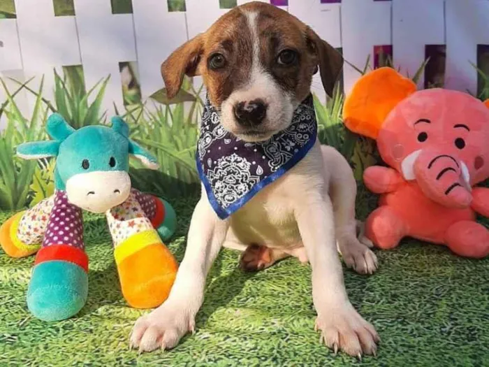 Cachorro raça Srd idade 2 a 6 meses nome Biel