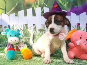 Cachorro raça Srd idade 2 a 6 meses nome Bruxinha 