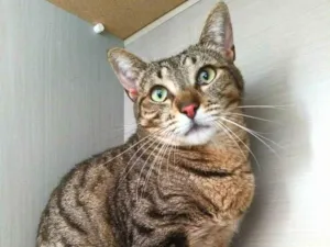 Gato raça srd idade 2 anos nome Madrid