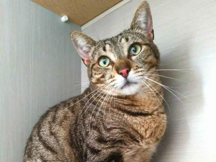 Gato ra a srd idade 2 anos nome Madrid